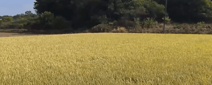 공익직불금-소농직불금